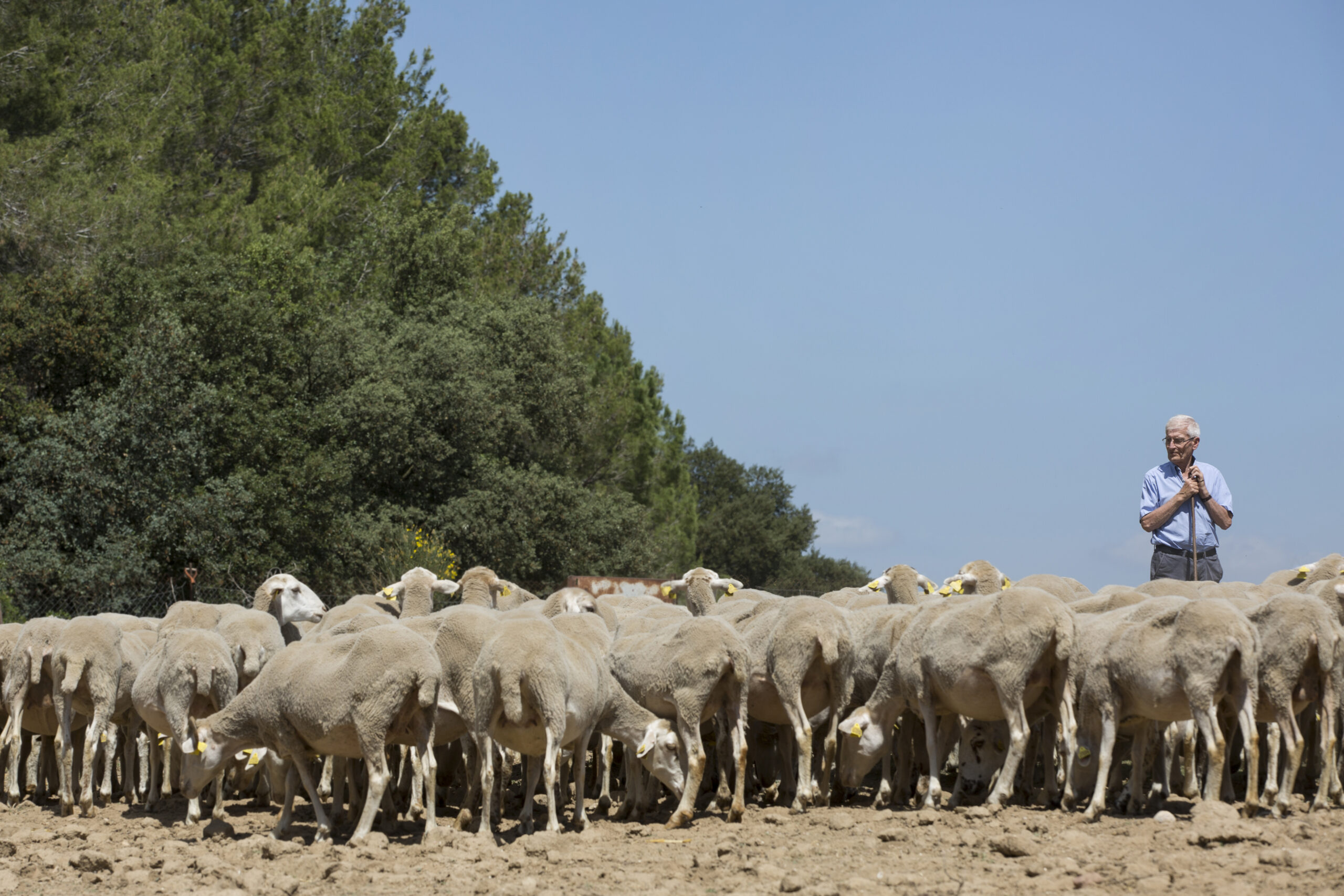 L’ofici de ramader a Torrelavit