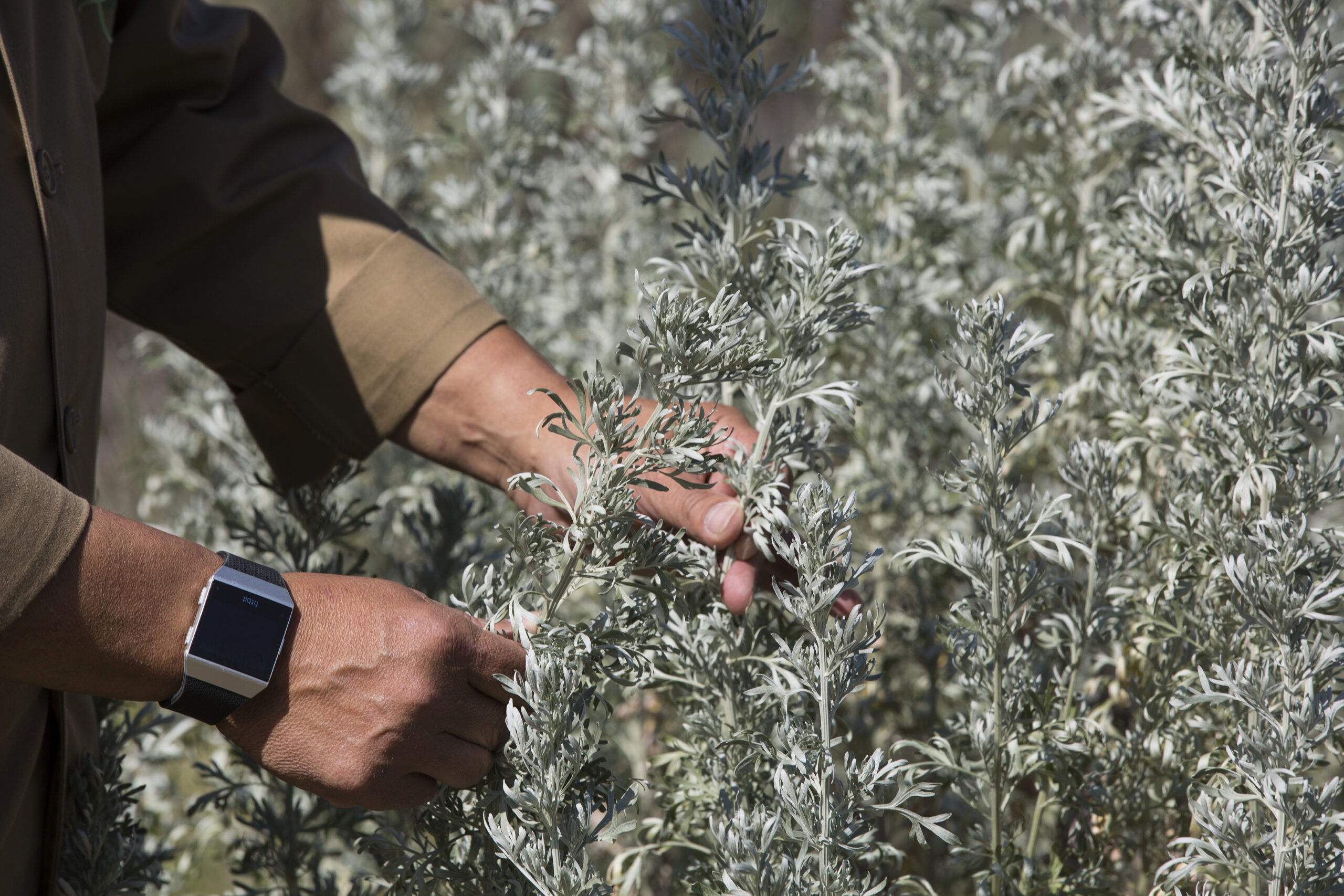 L’ofici d’herbolària a Vilanova de Sau